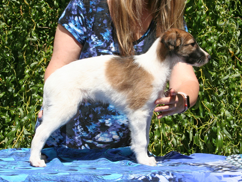 5 weeks - Boy 2 right